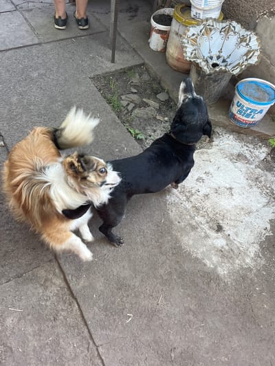 Two dogs are playing on a concrete ground next to some gardening supplies and a metal grate. One dog is black with a red collar and the other is light brown and white with a black collar. The black dog is looking to the left at the gardening supplies. The brown and white dog is on its back with its legs in the air, appearing to be actively playing.
The scene includes a large blue and white paint bucket with text that reads "ULTRA BIEL". There is also a large, decorative, fan-like object made of white and gold material. Various other buckets and gardening items are scattered around. The ground is concrete with some cracks and debris. Greenery is visible in the background, suggesting an outdoor setting. The lighting suggests it is daytime, likely outdoors in mild weather. The overall impression is a candid moment of the dogs enjoying themselves in a somewhat cluttered outdoor space. There are no people visible in the frame.