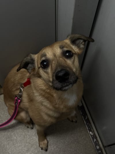 An adult, light brown dog with dark eyes, a black nose, and floppy ears is pictured indoors. The dog is wearing a red collar with a pink leash attached. It is sitting on a light gray carpeted floor, next to a dark gray wall. The dog is looking directly at the camera. The scene appears to be in an apartment or a similar indoor residential setting in the city of Shushary, Russia.