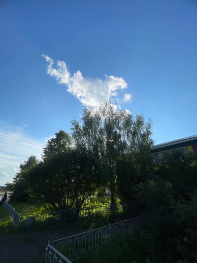 The image depicts a bright, clear blue sky with a single wispy white cloud. In the foreground, a tall, thin tree with sparse, green leaves is silhouetted against the sky, its branches catching the sunlight. Behind this tree, a dense cluster of dark green bushes and trees creates a shadowed area. A low, grey metal fence runs horizontally across the middle ground, separating the vegetation from a dark pathway in the foreground. To the right of the main tree, the side of a building with a dark roof and colorful exterior is visible, partially obscured by foliage. The overall scene appears to be an outdoor, possibly park or residential area, with elements of nature and man-made structures.