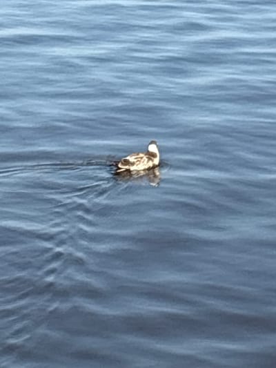 This media file captures an aerial view of a duck swimming in calm, blue water. The duck is the central subject, appearing as a small, brown and white figure in the vast expanse of water. It is in motion, creating ripples and a wake behind it that are visible against the textured surface of the water. The water itself has a rippled texture, suggesting gentle movement or currents. The overall impression is one of tranquility and nature. The lighting suggests it could be daytime, with no strong shadows to indicate early morning or late evening. There are no visible people or man-made objects in the frame, emphasizing the natural setting. The location is Sestroretsk, Russia.
