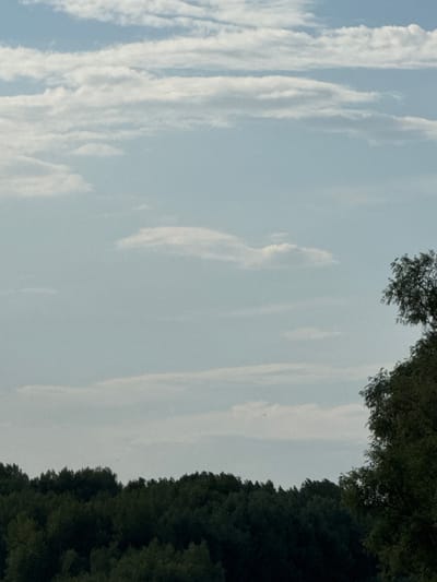The image shows a landscape scene with a forest line in the foreground and a sky with clouds in the background. The forest is dense and appears to be composed of deciduous trees, with various shades of green suggesting different types of foliage. The trees are silhouetted against the sky, creating a dark, textured line across the lower third of the image. The sky is a pale blue, with scattered white clouds. Some clouds are thin and wispy, stretched horizontally, while others are more defined and puffy. In the upper right corner, the dark green branches of a large tree are visible, encroaching on the sky. The overall impression is one of a natural, open environment, possibly on the outskirts of a rural area or a park. There are no people or specific man-made structures clearly visible in this image. The scene appears calm and serene. The location in Павлодарское, Kazakhstan is consistent with a natural landscape featuring forests and open skies.