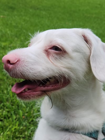 A close-up, side-profile shot captures a white dog with its mouth open and tongue hanging out, panting. The dog has light pink skin and fur. Its left ear is visible, flopped downwards, while its right ear is not fully in frame. The background is a blur of green grass, indicative of an outdoor setting. The dog appears to be in a park or backyard. The photograph was taken in Altamonte Springs, United States of America.