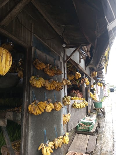This image depicts a roadside fruit and produce stall in Ambakirano, Madagascar. The stall occupies a rustic, open-front structure constructed with wooden posts, beams, and weathered grey siding. A dark tarp or sheeting forms part of the overhead covering, supported by wooden rafters.
The primary merchandise visible consists of numerous bunches of ripe yellow bananas, many of which are suspended from the building's exterior walls and ceiling by blue plastic strings. Inside the stall, additional bananas are visible, along with piles of what appear to be yams or sweet potatoes, and a large, spiky fruit resembling a durian. Further green bananas and other produce are stacked in wooden crates within the shadowed interior.
On the paved ground directly in front of the stall, a green plastic crate containing produce (possibly taro or similar roots) rests on a wooden bench, next to a slanted wooden plank. A larger green bucket sits on a small wooden stool further down the pavement. The pavement appears wet, possibly from rain.
In the background, a paved road extends into the distance, with the silhouettes of two vehicles visible. The sky is overcast. No individuals are explicitly visible in the scene.