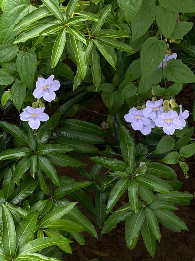 In Peleana, Sri Lanka, this image captures a close-up view of lush green foliage and several light purple flowers after a rainfall. The leaves are a deep, glossy green, many with water droplets clinging to their surfaces. The flowers are trumpet-shaped with delicate purple petals, some featuring darker purple veins and yellow centers. They appear to be growing amongst the leaves, adding pops of color to the verdant scene. The background is dark and out of focus, suggesting the image was taken in natural lighting.