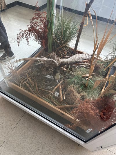 A taxidermied bird of prey, possibly an eagle or hawk, lies within a glass display case. The interior of the case is decorated with various dried natural materials including reeds, grasses, twigs, and brown fern-like foliage to simulate a natural habitat. The display case is a white-framed box with a clear glass front. The case sits on a tiled floor. Reflections of people and objects are visible on the glass. Given the reference to Srebarna, Bulgaria, and the presence of a bird display, the location is likely a visitor center or museum within the Srebarna Nature Reserve.
