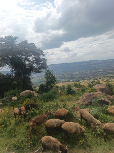 The image depicts an elevated rural landscape in Waseges ward, Kenya, under a cloudy sky. The foreground features a sloping, grassy hillside interspersed with rocks and patches of shrubs and yellow wildflowers. Approximately 10-15 domestic animals, consisting of both sheep with light brown woolly coats and goats with darker, shorter hair, are actively grazing across the slope. Several large, weathered boulders are visible on the right and center-left. A large tree with dense green foliage stands prominently on the left side of the midground. The midground and background reveal a sprawling valley containing scattered human settlements and cultivated land, extending to a distant horizon line under the same cloudy conditions. No human figures are visible.