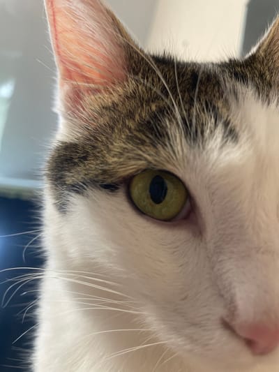 The image is a close-up, low-angle shot of the right side of a cat's face. The cat is white with brown tabby markings on its head and ears. The eye is large, green with a dark pupil, and appears to be looking directly at the camera. The whiskers are long and white. The background is out of focus, showing a blurry blue and white area, possibly an indoor environment. The location in Podstepki, Russia is not evident from the image.