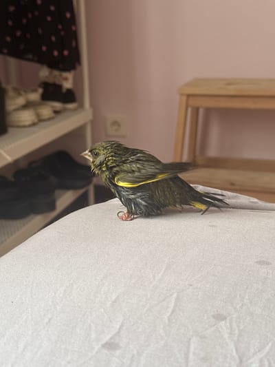 A wet, disheveled European Greenfinch (Chloris chloris) is positioned centrally on a light grey, textured fabric surface, likely a bedsheet or duvet cover. The bird faces left, exhibiting olive-green and yellow plumage, a stout, conical beak, and a metal band on its right leg. The fabric surface shows minor wrinkles and faint, irregular discoloration.

In the background to the left, a white, open shelving unit is visible, holding various items. On the top shelf, blurred black fabric with pink polka dots is partially obscured by several pairs of casual footwear, including light-colored shoes or slippers and darker shoes. A lower shelf contains darker, less distinct items, possibly more shoes or bags.

The background to the right consists of a plain light pink wall. A light-colored wooden stool or small side table is partially visible, showing two legs and part of its top surface. A two-pin European-style electrical outlet is mounted on the wall. The scene depicts an indoor environment, presumed to be a residence in Gijón/Xixón, Spain.