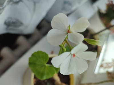 The image shows two white geranium flowers with small red centers. One flower is in the foreground, slightly to the right, and the other is above and to the left. A green leaf is visible to the left of the lower flower. The flowers are in a yellow pot, with dark soil visible. In the background, out of focus, there appears to be some white paper or fabric with a gray pattern, and a reflective surface, possibly a window. The overall impression is of a houseplant indoors, near a window, in the city of Narowlya, Belarus.