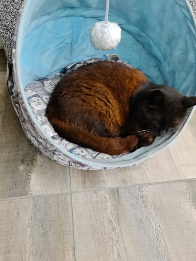 In Aksakovo, Bulgaria, a black and brown cat is curled up asleep inside a light blue pet bed adorned with a pattern of cartoon cats. The bed is resting on a floor with light-colored, wood-like tiles. A small white pom-pom toy hangs from a string above the bed, near the cat's head. The cat's fur transitions from a deep brown on its back to black on its face and tail. Its eyes are closed, and its paws are tucked beneath it as it sleeps peacefully.