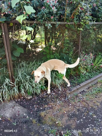 A light-colored dog is standing on a patchy ground covered in gravel and dry leaves, in front of a metal fence. The dog is facing left, with its head lowered as if sniffing the ground. Behind the fence, there is dense green foliage and some pink and red flowers. The scene appears to be outdoors, possibly in a backyard or garden, in the city of Pshap, Abkhazia. The ground is uneven, with some patches of dirt and grass. A concrete border runs along the right side of the frame. The image was taken on June 21, 2026, at 09:11 AM.