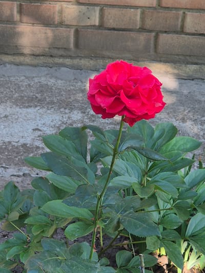 A single, vibrant pink rose is in full bloom, its petals tightly layered and showing a rich, saturated color. The rose is positioned centrally, supported by a slender green stem that extends downwards, surrounded by a cluster of lush, dark green leaves. The foliage appears dense and healthy, with some leaves showing a slightly textured surface. The rose and its plant are situated in what appears to be a garden or outdoor area. In the background, a textured wall constructed of reddish-brown bricks is visible, with a band of rough, grey concrete beneath it. The ground is covered with dark soil, with hints of dry leaves or mulch. The lighting suggests an outdoor daytime setting, with shadows cast by the brickwork onto the concrete surface. The overall impression is one of a blooming flower in a natural or cultivated outdoor environment.