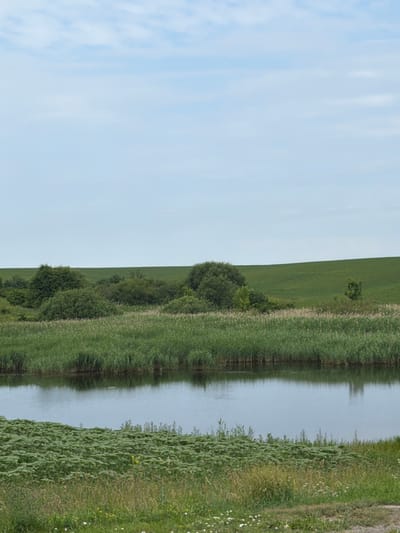 A serene natural landscape unfolds under a pale blue sky with scattered clouds. The foreground is dominated by a calm body of water, its surface reflecting the surrounding greenery. Along the edge of the water, dense reeds grow in thick clusters. Beyond the reeds, a rolling green field stretches into the distance, its gentle slopes meeting the horizon. A cluster of trees and bushes breaks the uniformity of the field, adding texture and depth to the scene. The overall impression is one of tranquility and natural beauty, characteristic of the Ukrainian countryside. This image was captured in the city of Polychyntsi, Ukraine.