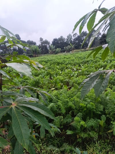 A lush green field dominates the scene, densely populated with low-lying crops, possibly carrots, their feathery leaves creating a carpet effect. Banana trees and taller trees are scattered on the horizon, framing the field with dark foliage. In the foreground, broad, palmate leaves of what seems to be a cassava plant create a natural frame, their textures contrasting with the finer foliage of the field crops. The overcast sky casts a soft, muted light over the landscape.