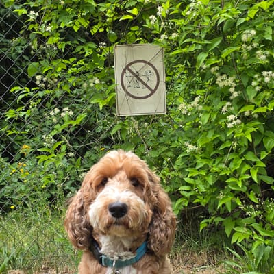A medium shot captures a dog peering over a chain-link fence, with lush green foliage and small white flowers climbing the fence. The dog, a light brown cocker spaniel with a blue collar, looks directly at the camera with a curious and friendly expression. Its fur is fluffy and wavy, and its eyes are dark and attentive.

To the left of the dog, a rectangular sign is attached to the fence. The sign is light-colored with a dark brown border and a red circular prohibition symbol. Inside the circle is a drawing of a person picking up dog waste. The text on the sign is not legible.

The background is dominated by dense green leaves and branches of a vine, with scattered small white blossoms adding delicate detail. Behind the foliage, glimpses of darker shadows suggest the presence of trees or deeper vegetation. The ground beneath the fence appears to be covered in grass and dry leaves, with some yellow flowers scattered in the lower right portion of the image.

The overall impression is one of an outdoor setting, possibly a park or a garden, where dogs are permitted but specific actions, indicated by the sign, are prohibited. The lighting suggests it is daytime, with natural light illuminating the scene. The dog's gaze and its proximity to the fence create a sense of engagement with the viewer, hinting at a playful or expectant moment. The context of Portland, USA, implies a temperate climate suitable for outdoor activities and abundant greenery.