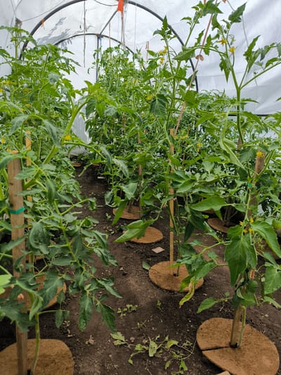 A greenhouse in Uzunovo, Russia, contains rows of young tomato plants, supported by wooden stakes and mulched with circular fiber mats. The plants have green leaves and some yellow flowers. The greenhouse is constructed with a white plastic sheeting covering a metal frame. The ground is dark soil, with a few weeds growing between the plants. The overall scene depicts a horticultural setting focused on cultivating tomato plants.