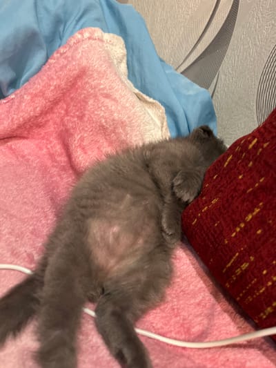 A grey kitten is sleeping on a pink blanket next to a red pillow. A blue blanket is behind the kitten. The wall behind the blankets has a grey and white pattern. There is a white cord under the kitten's body.