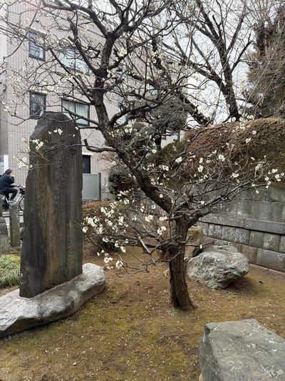 A leafless tree with small white blossoms spreads its branches amidst a stone garden. A weathered stone monument stands upright, etched with inscriptions. Two figures, one possibly on a bicycle, are partially visible at the monument's base. Large, irregular rocks are scattered across the mossy ground near a brick wall, adding to the contemplative landscape. A building with a tiled exterior is partially visible through the tree.