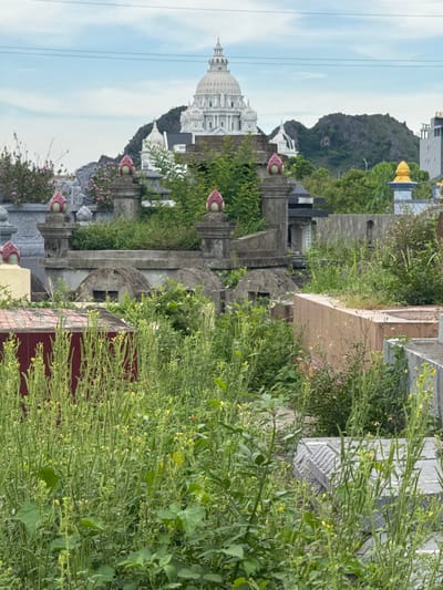 The image shows a cemetery in Hoa Lư Ward, Vietnam. The foreground is dominated by tall, overgrown green weeds and plants, some with small yellow flowers. Among the vegetation, various grave structures are visible. These include what appear to be concrete or stone slabs and mausoleum-like structures. Some of the larger structures have decorative elements like lotus-shaped finials. In the midground, there are more elaborate grave markers and what seem to be pathways between them, also largely overgrown. In the background, a large, ornate white building with a dome and multiple smaller domes is visible, situated against a backdrop of lush green hills and a cloudy sky. Power lines are also visible in the sky.