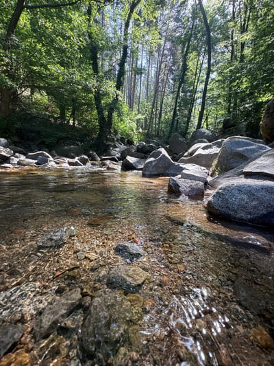 The image depicts a sun-dappled forest stream in the vicinity of Vladaya, Bulgaria. The foreground is dominated by clear, shallow water flowing over a bed of small, multicolored pebbles and larger, greyish rocks. The water's surface reflects the sunlight, creating shimmering patterns. Large, rounded boulders, some partially submerged, line the banks of the stream, interspersed with smaller stones and vegetation. Beyond the stream, a dense forest rises, characterized by tall trees with lush green foliage. Sunlight filters through the canopy, casting shadows and illuminating patches of the forest floor and the trees themselves. The overall environment suggests a natural, tranquil woodland setting. There are no people or animals visible in the frame.