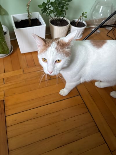 A white and orange tabby cat with yellow eyes stands on a polished wooden floor. The cat is looking towards the camera with its mouth slightly open. In the background, several potted plants are visible, along with a clear glass fishbowl or vase. The environment appears to be indoors, possibly an apartment. The location is in Murino, Russia.