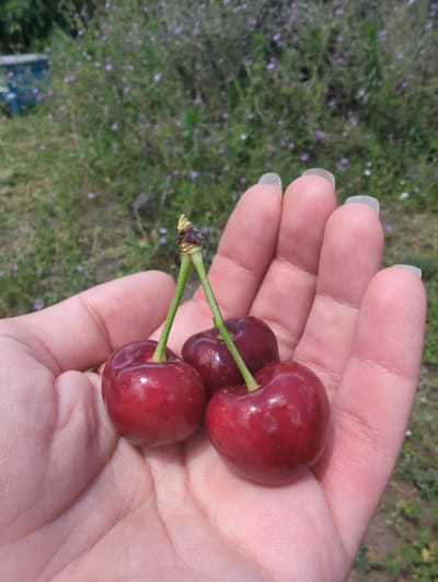 A close-up, over-the-shoulder shot shows a person's open palm holding three ripe, dark red cherries with green stems. The cherries are slightly shiny and appear to be fresh. The background is a blurry field of green grass and small purple flowers, with a blue structure partially visible on the left. The image appears to have been taken outdoors on a sunny day.