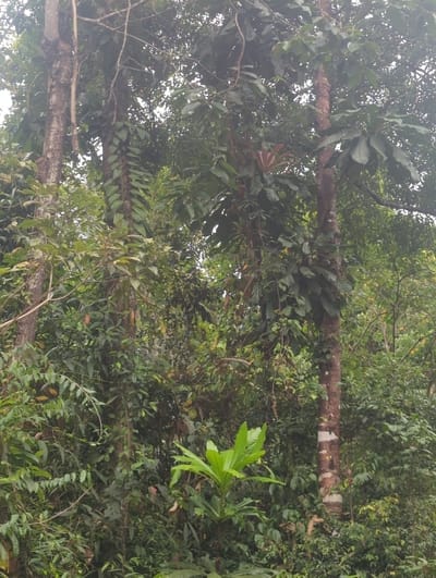 The image shows a lush, green forest with tall trees covered in dense foliage. The trees' branches are visible, and some are covered in ferns and epiphytes. Sunlight filters through the canopy, creating a dappled effect on the vegetation below. The scene is filled with various shades of green, highlighting the biodiversity of the tropical forest.