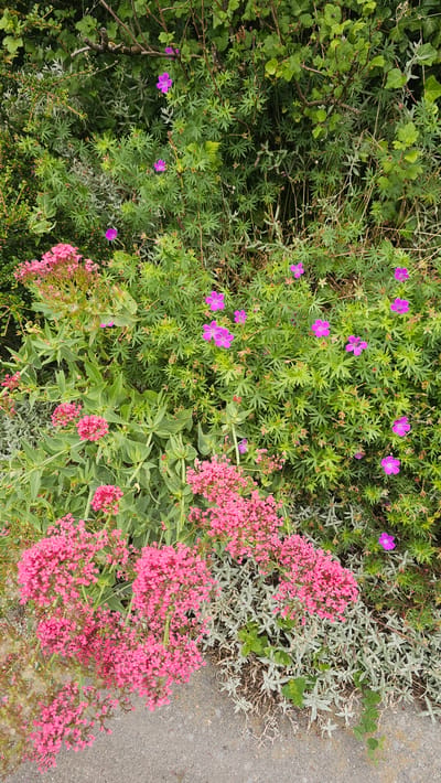 This is a high-angle, vertical, full shot of a dense, naturalistic planting area at ground level, featuring a mix of pink and purple flowers and green foliage. In the lower left and spanning across the bottom are clusters of small, bright pink flowers, possibly Sedum. Interspersed with the pink flowers and the surrounding green foliage are scattered, five-petaled, magenta-pink flowers, likely Geranium. The greenery is a mix of finely dissected leaves and broader, more rounded leaves. The background is filled with lush, dark green foliage, suggesting a wild or overgrown garden setting. The ground at the bottom of the image is a rough, greyish-brown surface, appearing to be gravel or a similar path. The overall impression is one of a natural and abundant floral display. The location in Boussu-lez-Walcourt, Belgium, is not directly evident from the visual information presented in the image itself.