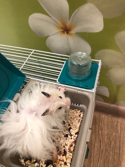A fluffy white hamster is lying on its side in a cage filled with bedding and food. The cage has a plastic base and a metal grate top. A water bottle is attached to the top of the cage. The background is a green wall with a large floral pattern. There is no information about the location in the city of Solikamsk, Russia.
