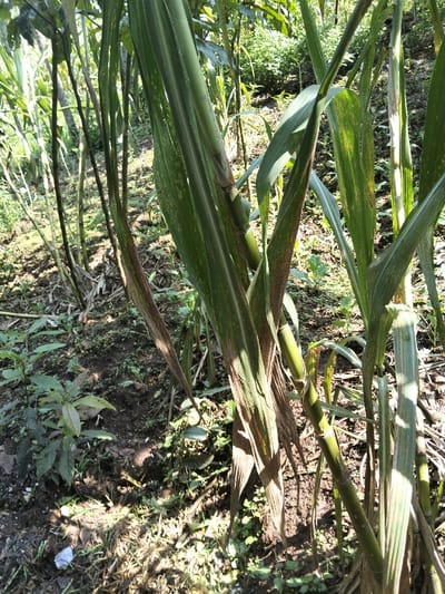 The scene depicts a dense agricultural or natural vegetated area located in Nyansiongo ward, Kenya, illuminated by direct sunlight. The foreground and midground are dominated by multiple stalks of tall, green, grass-like plants, consistent with sugarcane or maize. These plants feature segmented green stalks with prominent nodes and long, broad leaves; several leaves exhibit browning and desiccation, particularly along their edges and tips. The ground beneath the plants consists of dark, moist soil, interspersed with smaller green ground cover plants, dry organic debris, and a small, crumpled piece of white refuse in the lower-left corner. The background shows additional green foliage and a slightly rising terrain. No human or animal subjects, actions, or interactions are visible.