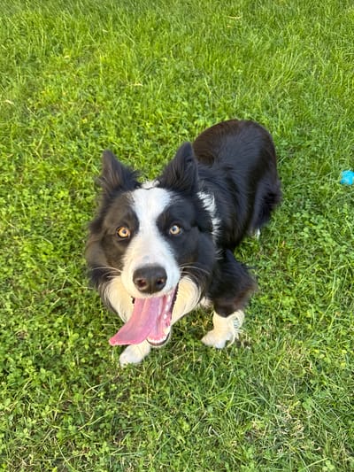 A black and white Border Collie dog lies on green grass. The dog's tongue is hanging out. There is a blue ball visible in the upper left corner of the image. The location is not known to be in Berkovitsa, Bulgaria.