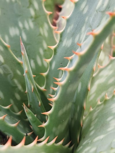 A close-up, overhead shot captures the spiky, green leaves of an aloe vera plant. The leaves, which are serrated along the edges with sharp, orange-tipped spines, are speckled with pale green and white markings. The plant appears healthy and vibrant, suggesting it is well-cared for in a garden or as a houseplant. No specific location in Altamonte Springs, Florida, United States of America, can be determined from the image.
