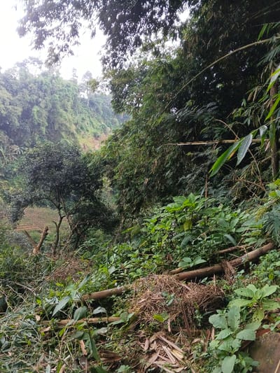 A dense hillside filled with lush vegetation. Large trees and bamboo dominate the upper section, transitioning into a thick undergrowth of broad-leafed plants and felled tree trunks in the foreground. A cultivated area on the opposite slope is visible through the trees, suggesting human interaction. The overcast sky casts a soft light, highlighting the various shades of green in the landscape.