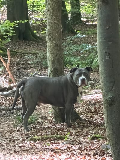 This vertical photographic image depicts a grey and white dog standing in a forest environment in Niederanven, Luxembourg. The dog, characterized by a predominantly grey coat with distinct white markings on its chest and muzzle, stands with its body slightly angled to the left, directing its gaze forward towards the viewer. Its tail is down. A light-colored tree trunk occupies the right side of the frame, partially obscuring the dog's right flank. Another tree trunk stands immediately behind the dog, and multiple darker, larger tree trunks with visible root structures are present in the left background. The forest floor is covered extensively with dry, brown deciduous leaves, intermingled with patches of green undergrowth, including ferns and moss. Green foliage from trees and shrubs is visible throughout the midground and background, indicating a wooded area. Dappled sunlight filters through the canopy, illuminating sections of the ground and the dog. No people are visible in the scene.