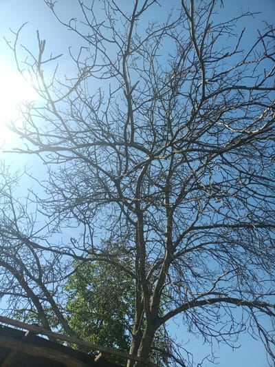 An upward-angle shot captures a bare tree against a bright blue sky. Sunlight streams from the upper left, creating a lens flare. The tree's branches are intricate and dense, creating a complex silhouette. In the lower part of the frame, a small section of a wooden structure is visible, and behind the bare tree, a dense green tree can be seen. The image does not depict any people or specific actions. The setting appears to be outdoors, likely in a rural or suburban area, consistent with the environment of Auly, Ukraine.