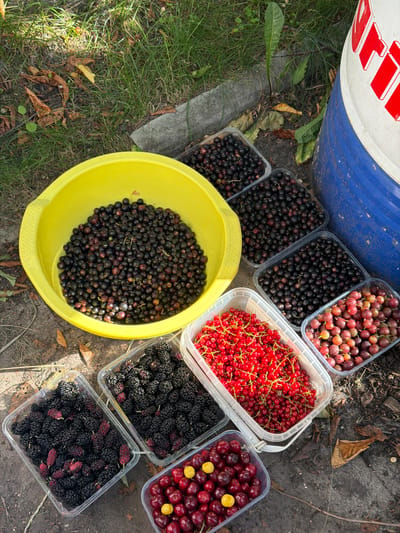 A collection of fresh berries is scattered on the ground next to a large blue and white barrel with red lettering that reads "РІА". The berries are in various containers, including a yellow bowl and clear plastic tubs. The contents include red currants, black currants, gooseberries, mulberries, and cherries. Some of the cherries are a bright yellow color. The scene appears to be outdoors, with grass and dry leaves on the ground, suggesting a natural or garden setting. The lighting suggests it is daytime. The overall impression is one of a fresh harvest, likely prepared for consumption or preservation.