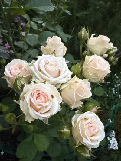 The image shows a close-up view of several pale pink and white roses in bloom, interspersed with green rosebuds and foliage. The roses are arranged in a cluster, with some in focus and others slightly blurred. The background is a dark, out-of-focus mix of green leaves and some purple-pink flowers, suggesting a garden setting. A green mesh netting is partially visible in the lower right portion of the frame, along with a small cluster of tiny white flowers. There are no people or animals present in the image. The lighting appears to be natural, possibly late afternoon or early evening, casting a soft glow on the flowers. The scene is static and depicts a still life of blooming roses. There is no indication of the location in the city of Elovo, Russia, in the image itself.