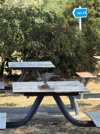 In Tavel, France, a picturesque outdoor scene unfolds. The focal point is a rustic picnic table, its weathered wooden planks showing signs of age and use. The table is supported by dark, curved metal legs, hinting at a sturdy design.
Perched on the edge of the table is a small, grey bird, its head tilted slightly as if observing its surroundings. Its presence suggests a moment of quiet in nature, perhaps a stop during a walk or a break from a journey.
To the left of the picnic table, a blue and white directional sign stands out against a backdrop of lush green foliage. The sign points to the right and displays text in white: "↑ vers A 9". This indicates that the A9 highway is in that direction, suggesting this is a roadside rest area or a picnic spot near a major route.
The setting appears to be a sunny day, with shadows cast by the table and the foliage, indicating mid-morning or afternoon. The ground around the table is covered in dry grass and concrete, typical of a public outdoor space. The overall atmosphere is peaceful and natural, a serene spot for a brief respite.