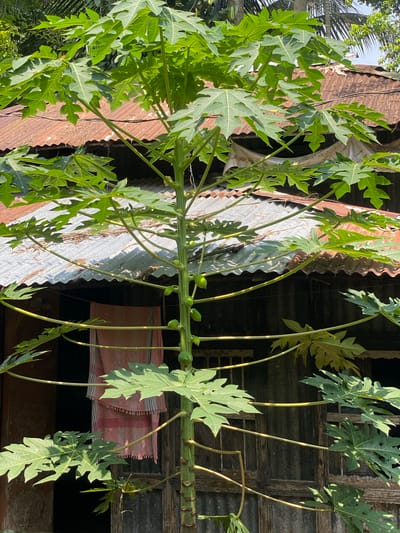 The image shows a papaya tree laden with green papayas growing in Hizla, Bangladesh. The tree is situated next to a corrugated metal roof and a weathered, dark wooden structure with an ornate carved panel. A checkered cloth hangs in the background. The scene is brightly lit with sunlight.