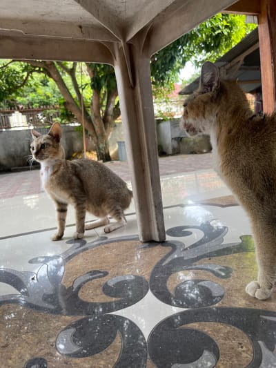 Two cats are positioned under a concrete overhang. The cat on the left, a tabby, is sitting facing left. The cat on the right is a ginger and white cat, facing left with its head turned towards the left cat. Both cats appear to be outdoors, with trees and a building visible in the background. The ground beneath them is tiled with a decorative pattern. The scene is located in Julicotmeurak, Indonesia.