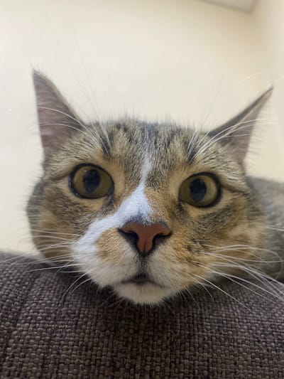 This is a close-up, low-angle, portrait-oriented photograph of a tabby cat's face. The cat is positioned in the center of the frame, with its head tilted downwards and towards the camera, creating an intimate and curious perspective. The cat has distinct brown and grey tabby markings on its fur, a white patch on its muzzle, and large, round, amber-colored eyes that are the focal point of the image. Its whiskers are long and white, fanning out from its muzzle. The cat's nose is a pinkish-brown color.
The background is divided into two main areas: on the left, a textured, dark brown fabric, likely upholstery from a couch or chair, fills about a third of the image. On the right, the background is a plain, light cream or beige color, suggesting an indoor setting. The lighting is soft, casting a gentle glow on the cat's face, and there are no strong shadows, indicating it's likely daytime or the room is well-lit.
The cat's expression is one of direct engagement with the viewer, conveying a sense of curiosity and perhaps playfulness. The close cropping and the cat's slightly unusual angle of gaze create a captivating and slightly quirky portrait. There is no visible text in the image. The location context provided is Novokuybyshevsk, Russia.