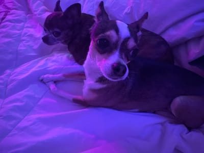 This is a close-up, high-angle, medium shot of two small dogs on a white, textured surface illuminated by purple lighting. The dog in the foreground is a tricolor Chihuahua with white, black, and tan markings, facing the camera with its head tilted slightly to the left. Its eyes are dark and open, and its ears are perked up. The dog in the background is mostly obscured, but appears to be a darker colored Chihuahua. Both dogs are lying down. The surface they are on appears to be a bed or sofa with a patterned comforter or blanket. The lighting casts a strong purple hue over the entire scene.