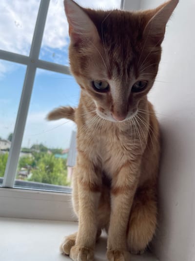 An orange tabby kitten is perched on a windowsill, gazing downwards. The kitten has distinctive tabby markings on its forehead and body. Behind the kitten, a window reveals a view of a rural landscape with trees and houses under a cloudy sky. The windowsill is white and appears to be made of plastic. The kitten is facing the viewer at a slight angle, with its body turned towards the right side of the frame. Its front paws are resting on the windowsill. The background wall on the right is white. The image seems to have been taken indoors, looking out. The location specified as Шчомысліцкі сельскі Савет, Belarus, is a rural administrative area.