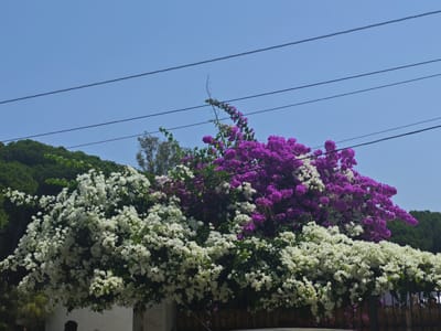 The image shows a lush display of white and purple bougainvillea flowers cascading over a white wall and a bamboo fence. The vibrant flowers are set against a clear blue sky, with several dark power lines crossing diagonally overhead. In the background, a dense green forest stretches across a hillside. The scene appears to be outdoors, possibly in a garden or courtyard. The location is El Puerto de Santa María, Spain.