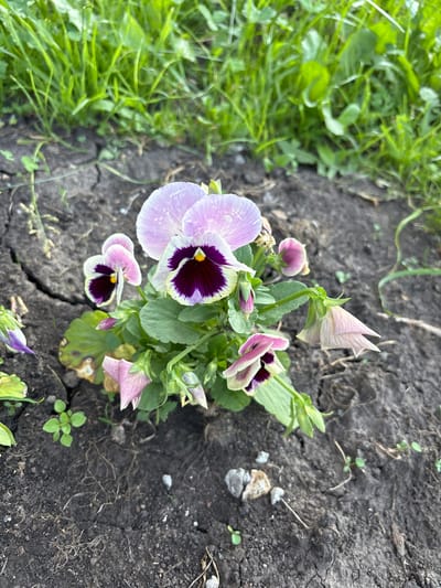 The image shows a close-up view of a cluster of pansies growing in cracked, dark soil. The flowers have purple and white petals, with a dark purple center. The background consists of green grass. The scene appears to be in an outdoor setting, possibly a garden or park. There are no people or animals visible in the image. The photograph is taken from a slightly elevated angle, looking down at the flowers. The lighting suggests it is daytime, with soft shadows. The soil is dry and has visible cracks, indicating a lack of recent rainfall. Some small green weeds are also present in the soil. The overall impression is one of natural beauty in an urban environment. The location is not specified in the image or crops.