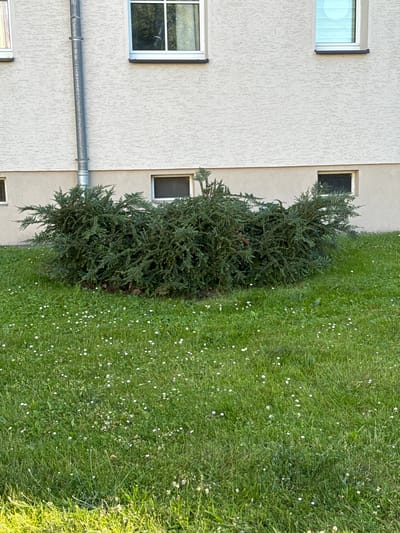 The media file shows a building with a textured, light-colored facade and several rectangular windows. A metal pipe, likely a downspout or drainpipe, runs horizontally across the lower portion of the building. Adjacent to the building is a dense, green shrub and a well-maintained lawn dotted with small white flowers, suggesting a daytime scene in a park or residential area. The lighting indicates it is likely daytime, with sunlight casting shadows and illuminating the grass. The image appears to be taken in a temperate climate, possibly during spring or summer, given the lush greenery and blooming flowers. The overall impression is one of a serene, well-kept outdoor environment. No people are visible, and there is no discernible text in the image. The location context provided is Rathenow, Germany.