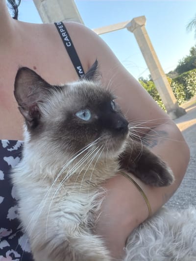 This media file shows a close-up of a person holding a fluffy Siamese cat outdoors. The person's bare legs are visible, with a black band around the upper thigh that has the text "CARPE DIEM" printed on it in white. A thin gold chain is also visible on the person's leg. The cat, with striking blue eyes, is nestled against the person, with its head resting on their leg and its body partially obscured by its own fluffy fur. The background suggests an outdoor setting with sunlight, palm trees, and some architectural elements that might be part of a patio or balcony. The lighting and bright sky indicate it is daytime.