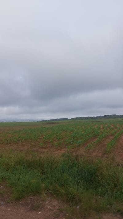 A wide-angle, vertically oriented shot captures a young, green crop field stretching into the distance under a heavily overcast sky. The field is meticulously planted in neat rows, with the young plants appearing small and sparse against the rich brown soil. To the right of the cultivated area, a strip of taller, wilder green grass grows, bordering a dirt path. The sky is a uniform, muted grey, suggesting a cloudy or possibly rainy day. The horizon line is low, with a distant, hazy line of trees or a treeline visible, hinting at a rural or semi-rural setting. The overall impression is one of agricultural labor and the quiet anticipation of growth, under a subdued and natural light. There are no visible people, man-made objects, or text in the image. The scene is likely set in Kuru, Nigeria, given the provided location context.