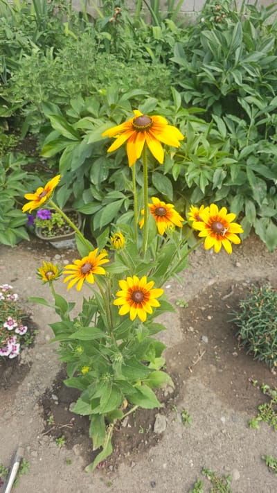 The image displays a close-up of a patch of Black-eyed Susans in a garden. The flowers are predominantly yellow with dark brown centers, and some petals show hints of orange at their bases. The plants have green, leafy stems. In the background, there are blurred green plants, a concrete wall, and a patch of dry, brown soil. To the left and bottom of the frame, there are a few other small flowers with white and pink petals, and some dark green, low-lying vegetation. The setting appears to be an outdoor garden, possibly a backyard or park. The location, as specified in the prompt, is the city of Панфилово, Kazakhstan. No people are visible in the image, and no actions or interactions are depicted. The overall impression is of a natural, botanical scene.