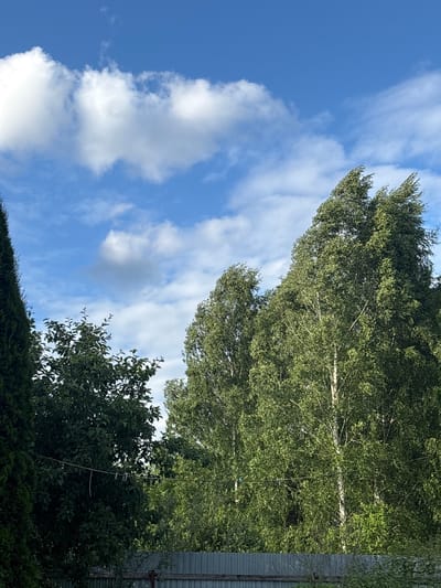 The image depicts an outdoor scene with a clear blue sky dotted with white, fluffy clouds. In the foreground, lush green trees with dense foliage dominate the frame. A dark green, conical evergreen tree is visible on the far left, while several deciduous trees, including what appears to be birch trees with their distinctive white bark, are prominent towards the center and right. The trees are swaying, suggesting a gentle breeze. A light-colored metal fence runs horizontally along the bottom of the image, partially obscured by the lower branches of the trees and some undergrowth. The overall impression is one of a serene, possibly rural or suburban, environment within the city of Мещёры, Russia, on a bright, partly cloudy day. There are no people or animals visible in the image.